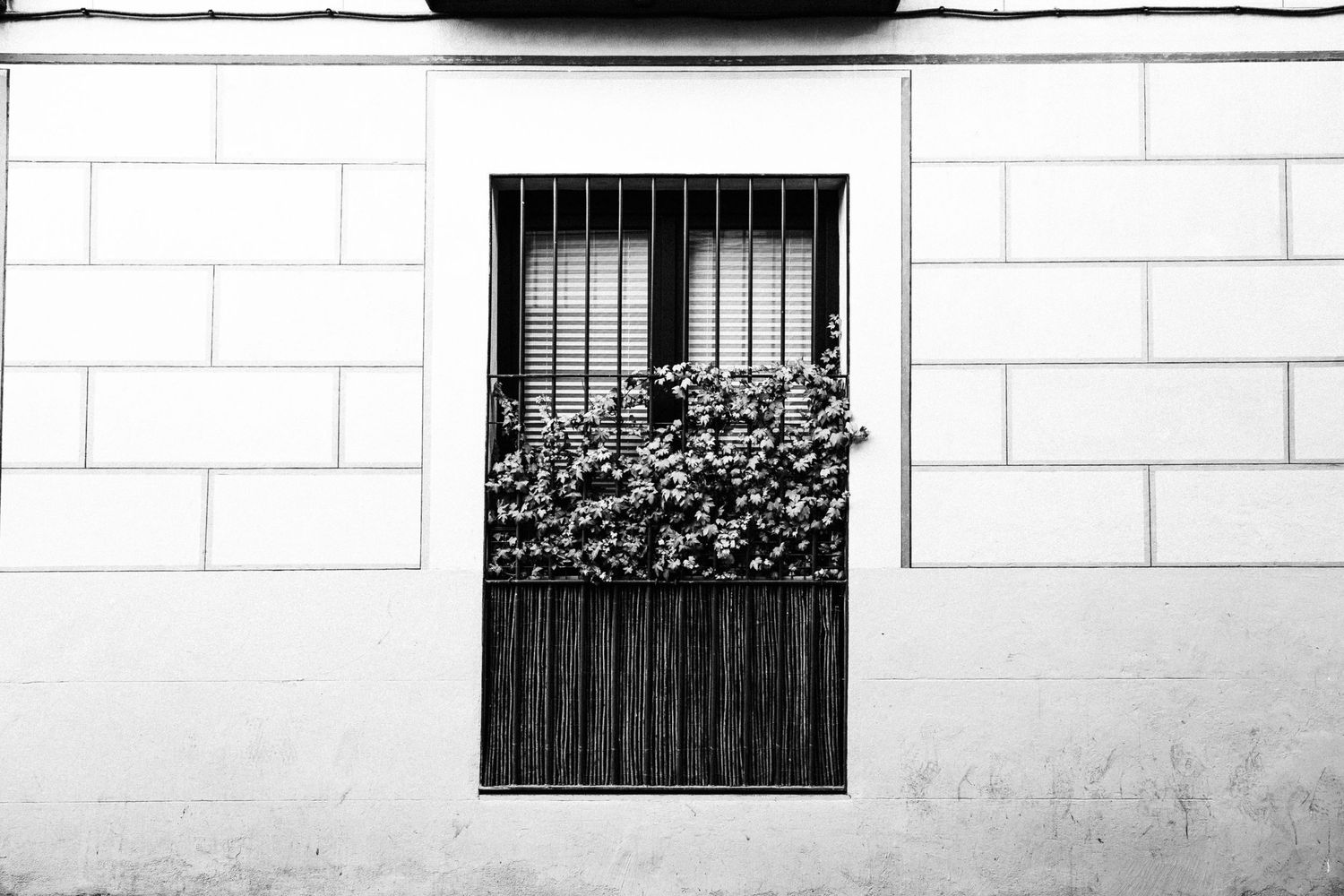 A black and white architectural photograph shows a row of windows with decorative iron bars on a white building facade.