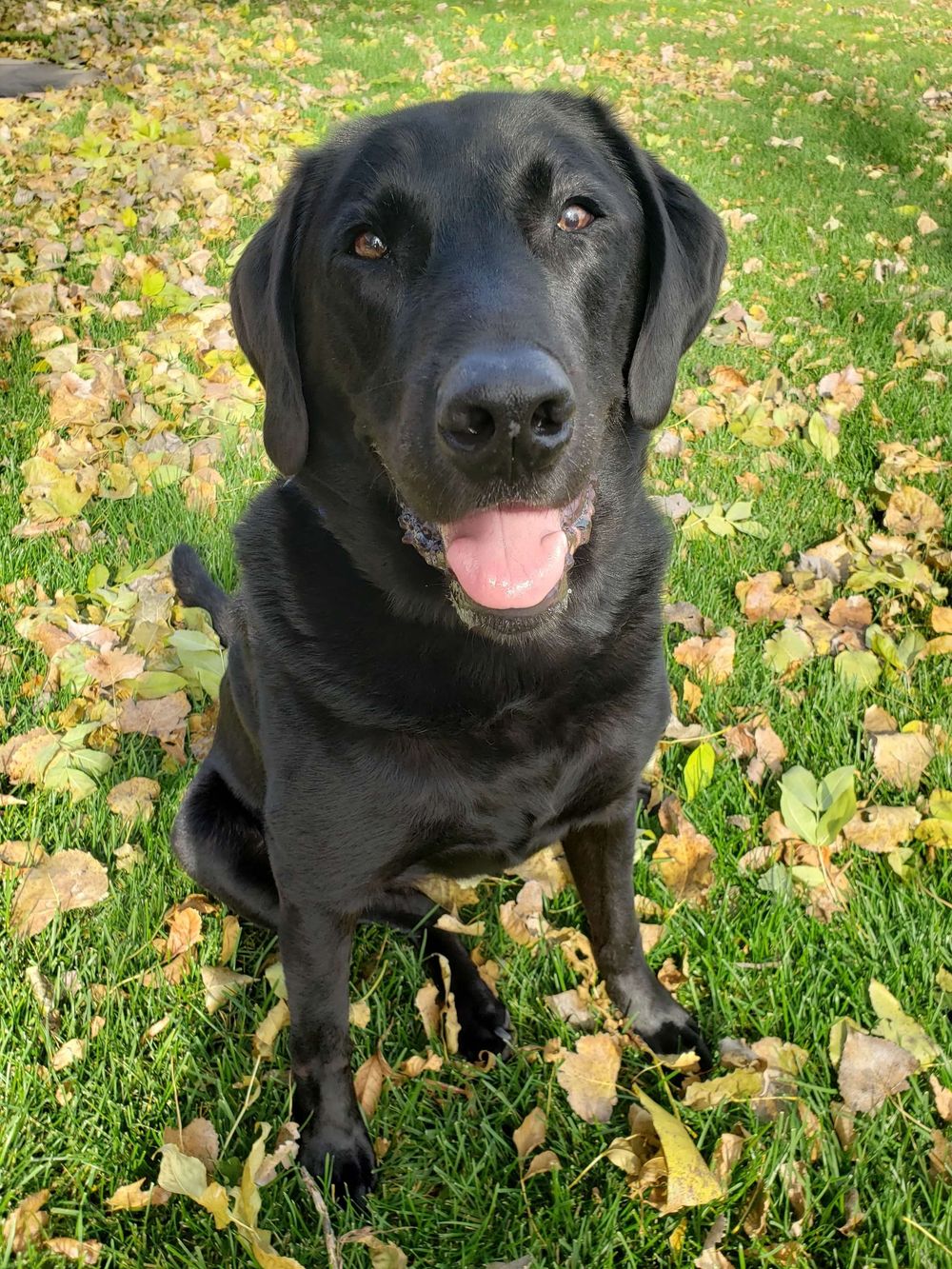 A happy black Labrador Retriever sitting on green grass surrounded by fallen autumn leaves with tongue out.