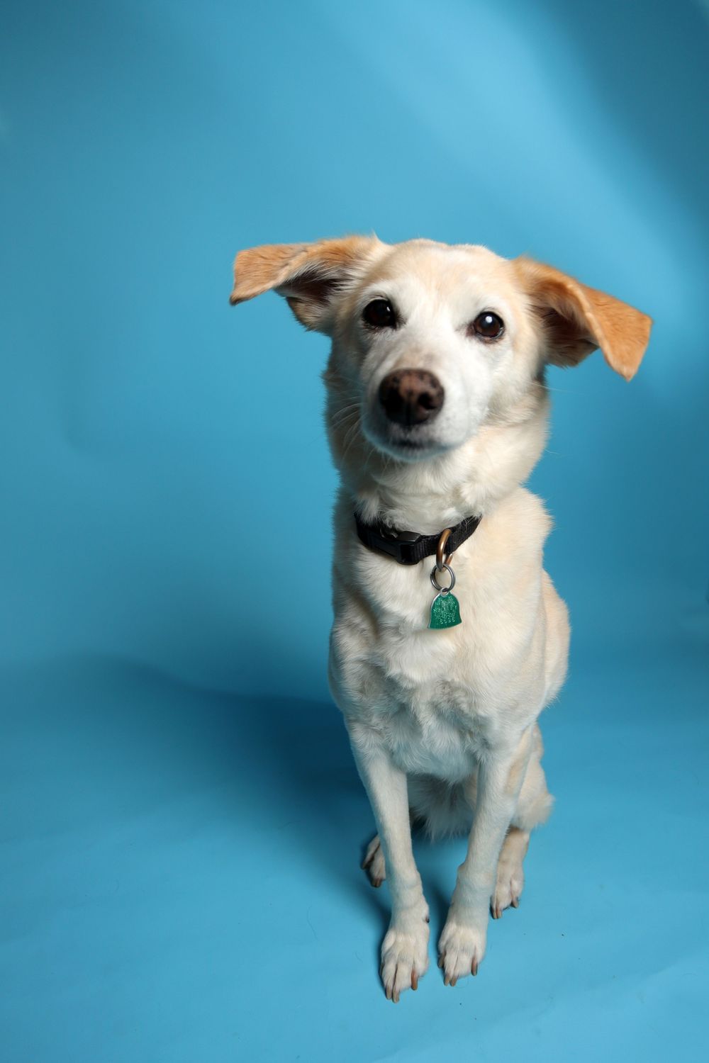 A small white dog with floppy ears sits attentively on a blue background, wearing a dark collar with a green tag.