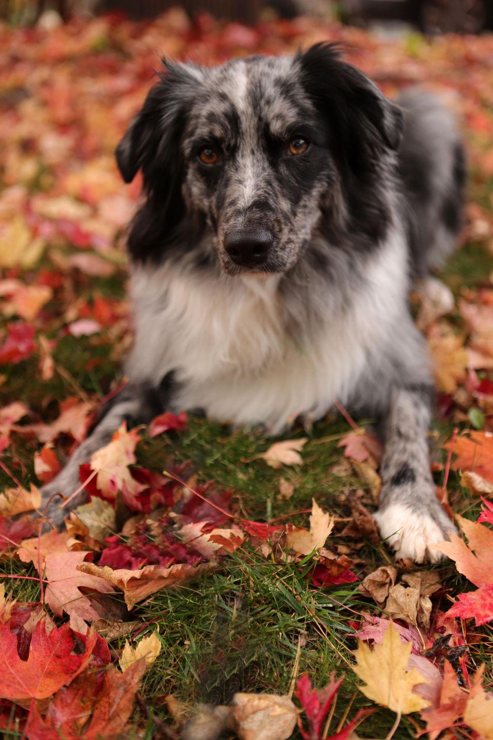 A black and white Border Collie dog lying in colorful autumn leaves on green grass, looking directly at the camera.