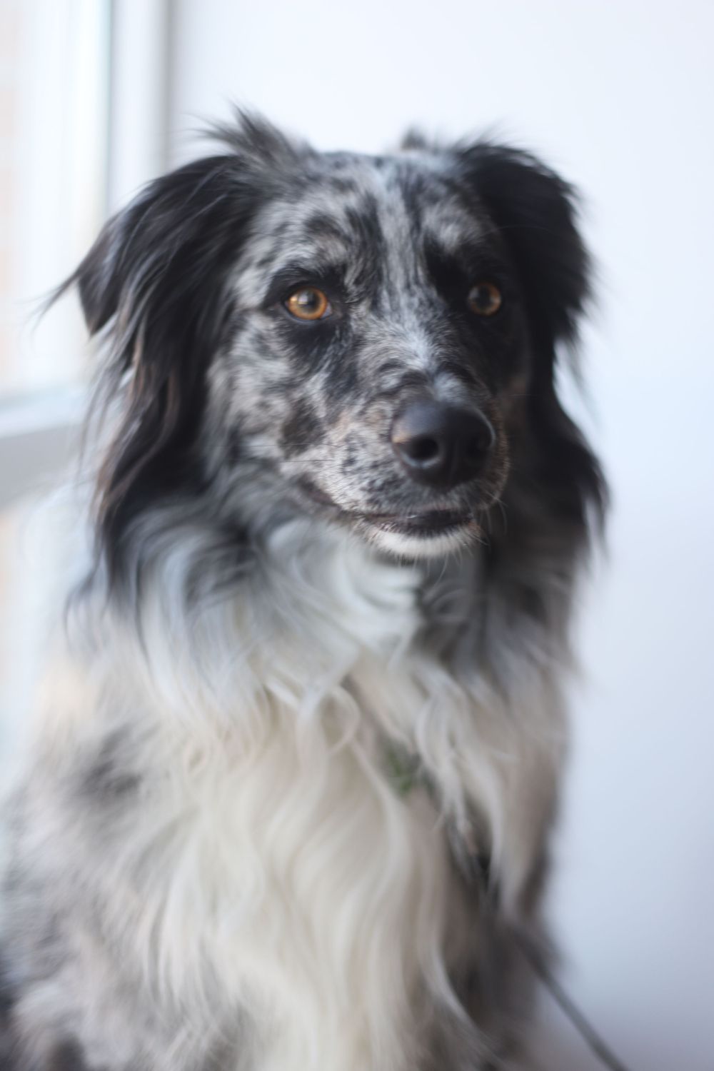 A beautiful merle Australian Shepherd dog with black and white fur and amber eyes sitting indoors.