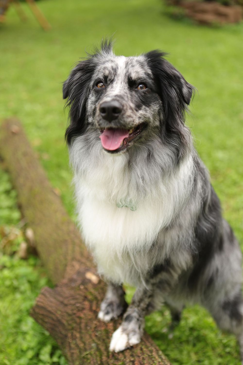 Black and white merle Border Collie dog sitting on a log in a green garden with tongue out.