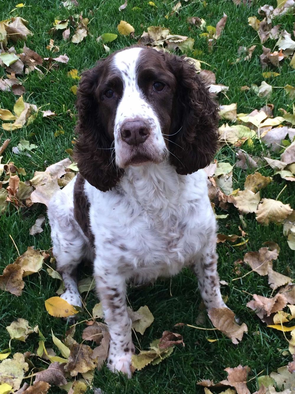 English Springer Spaniel dog sitting on green grass surrounded by fallen autumn leaves.