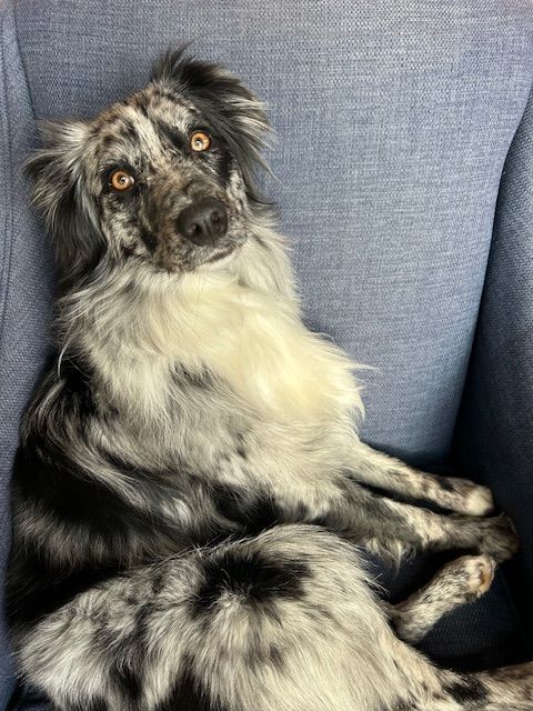 A merle Australian Shepherd with amber eyes lounges on a blue armchair, looking up curiously.