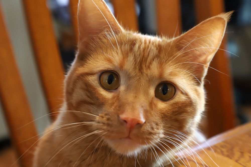 Close-up portrait of an orange tabby cat with green eyes and pink nose sitting near wooden chair.