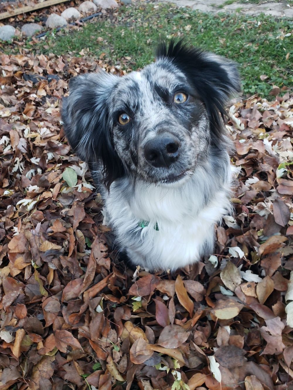 An Australian Shepherd dog sitting in a pile of autumn leaves, looking up with striking blue eyes.