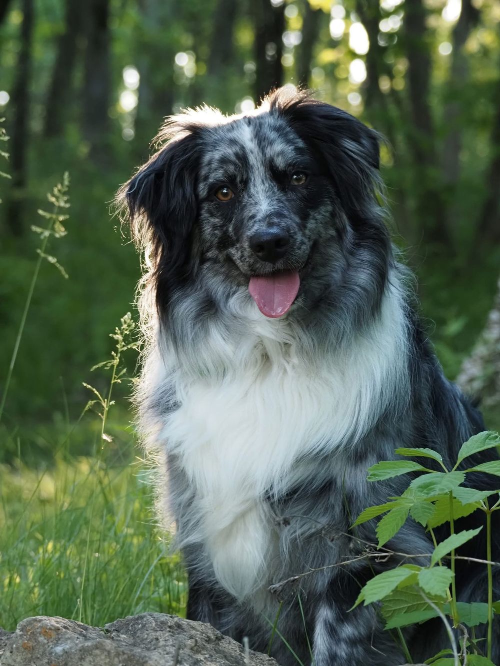 An Australian Shepherd dog sits in a lush green forest, tongue out, with black and white fur.