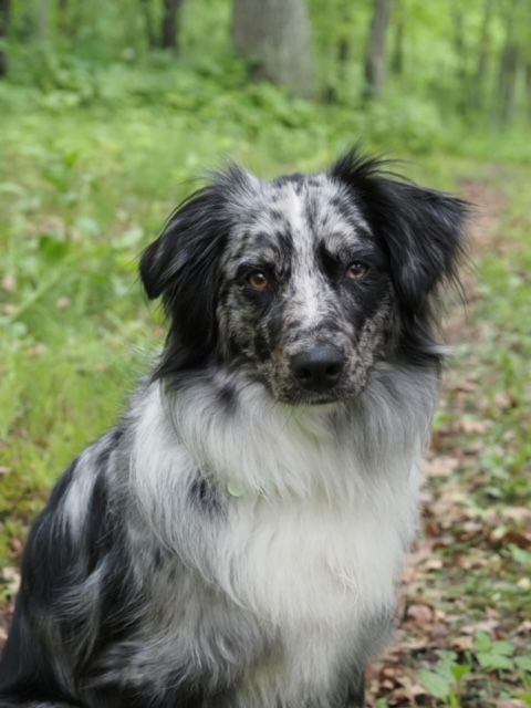 A black and white border collie dog sits on a forest path surrounded by lush green trees and foliage.