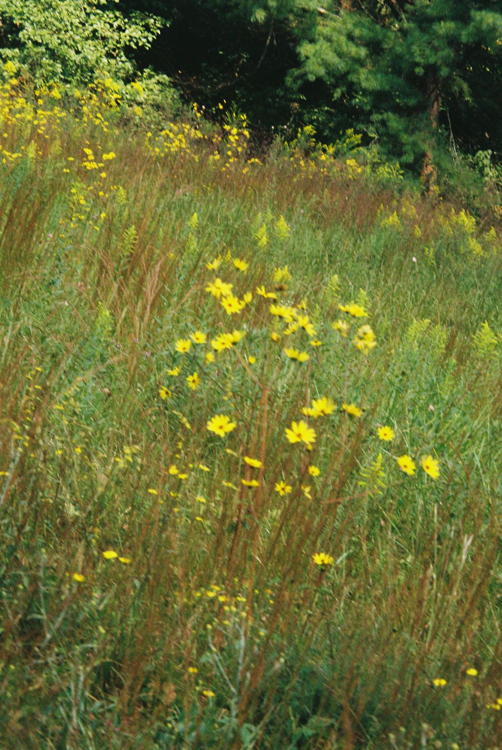Yellow wildflowers bloom in a grassy meadow on a sunny autumn day.