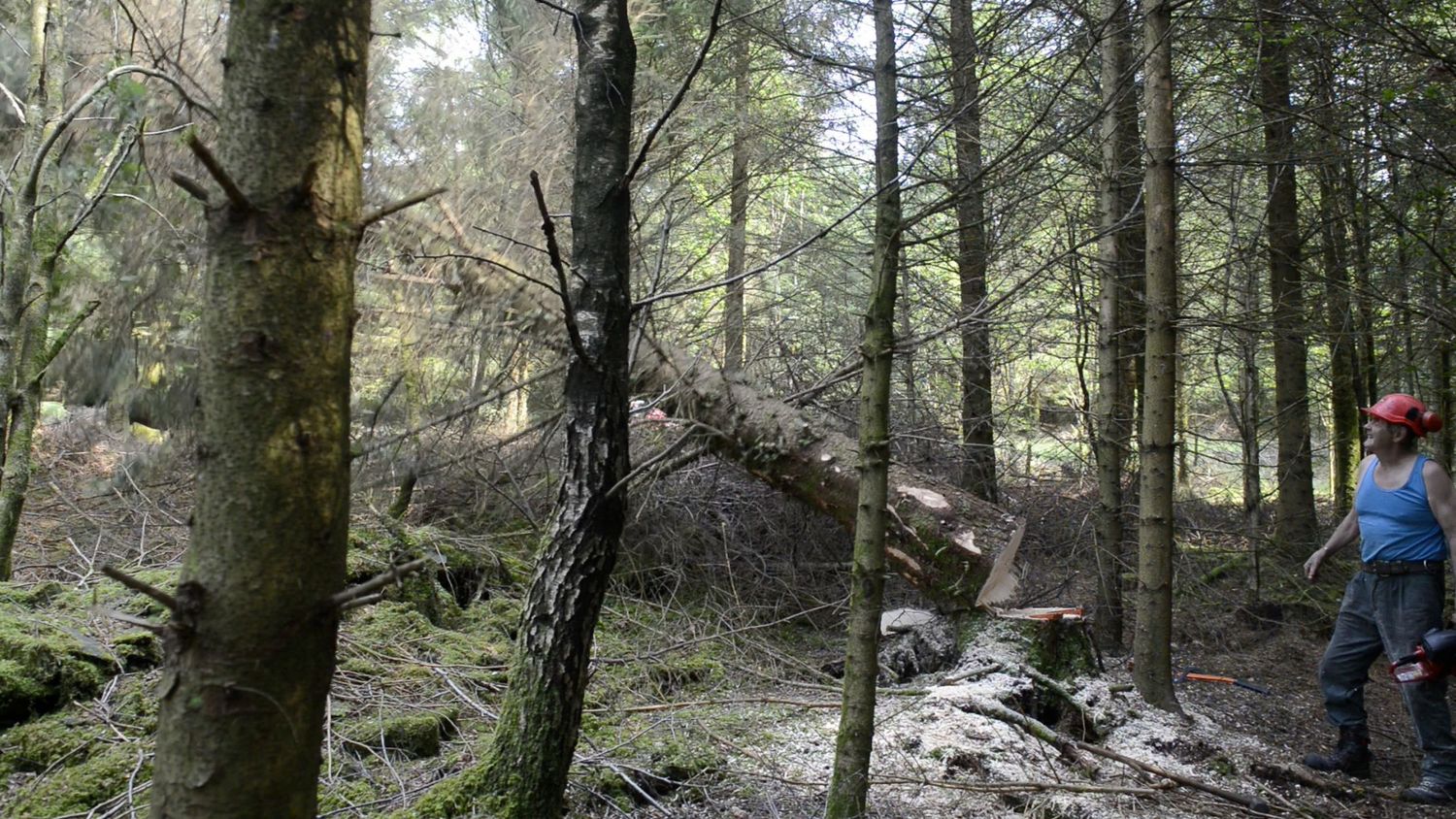 Panoramic view of a dense forest with tall pine trees and scattered sunlight filtering through.