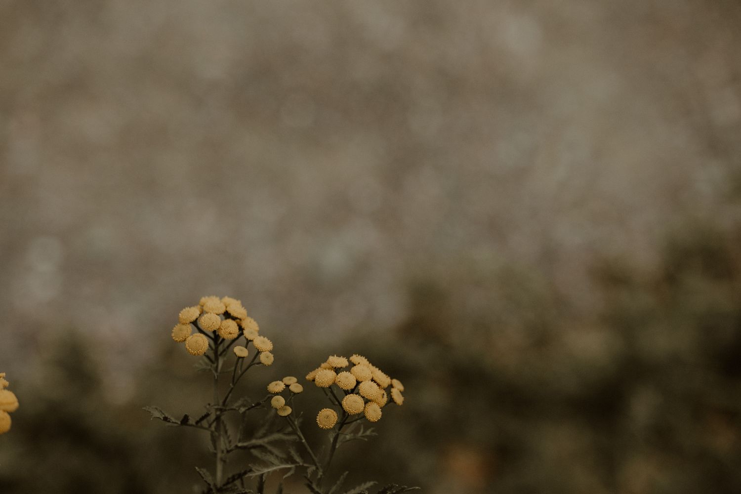 A close-up view of yellow and orange marigold flowers growing in a garden with blurred background.