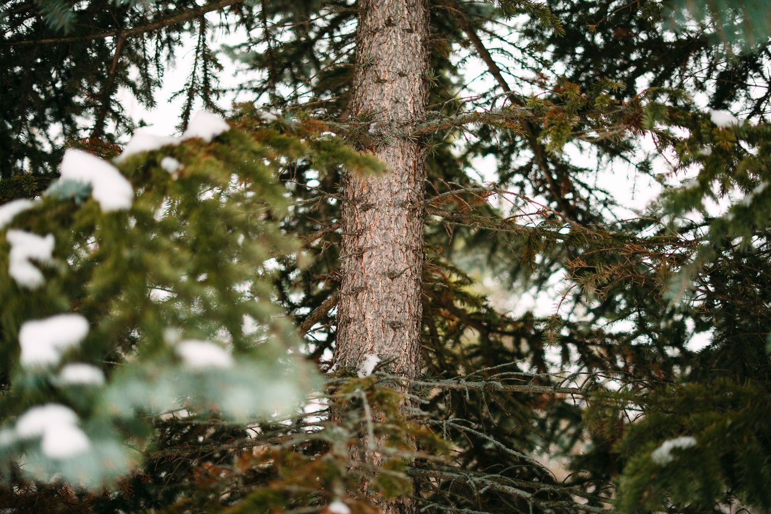 Close-up of a snow-dusted evergreen tree trunk surrounded by green pine branches in winter forest.