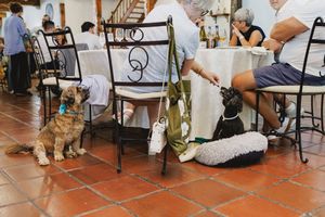 A small dog sits patiently under a dining table at a wedding with terracotta tile floors.