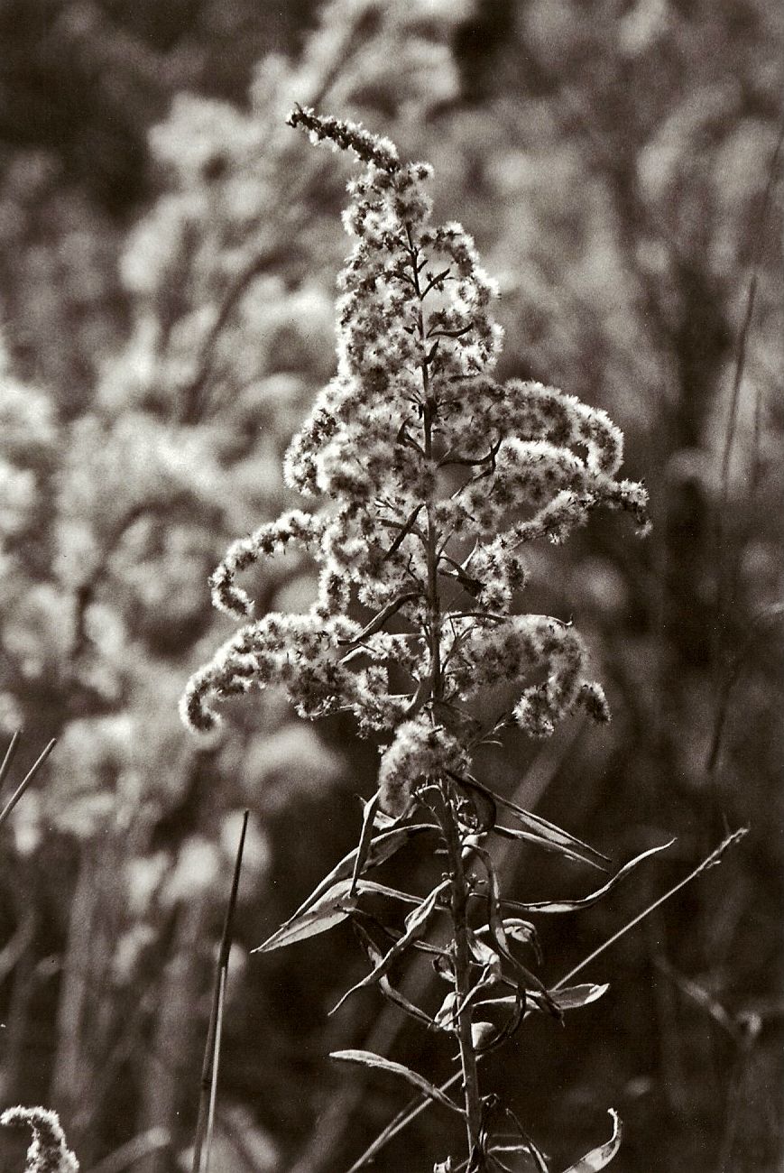 Delicate wildflowers with white blooms sway in soft focus against a dark background in black and white photography.