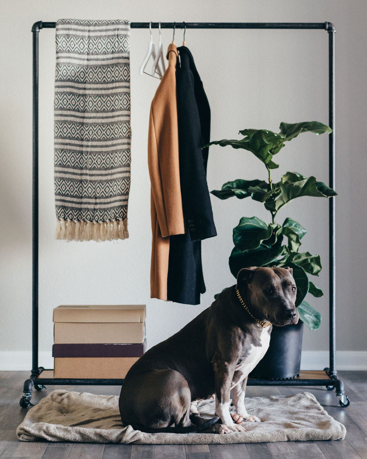 A gray dog rests on a cozy bed near a clothing rack with a striped blanket and houseplant in a modern room.