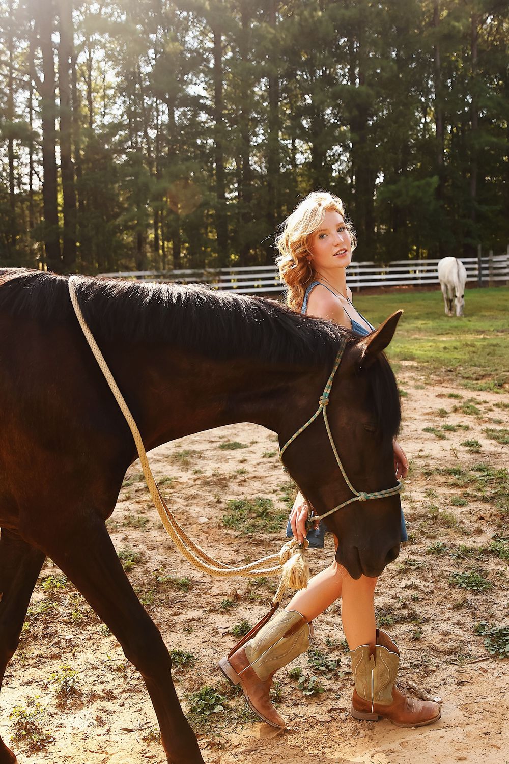 A dark brown horse stands in a sunlit paddock while being groomed on a warm afternoon.