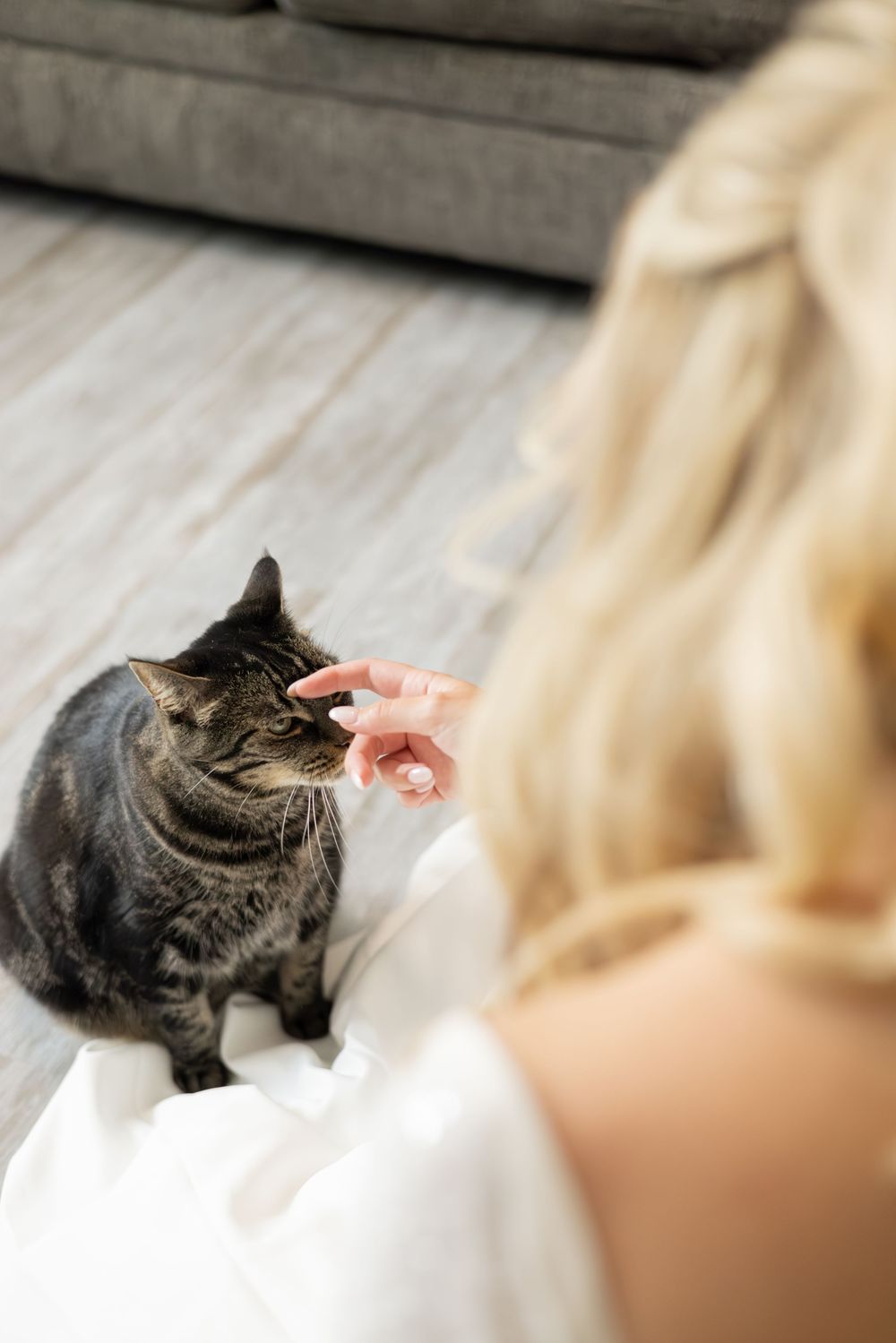 A grey tabby cat lounges on white bedding while being petted by someone out of frame.