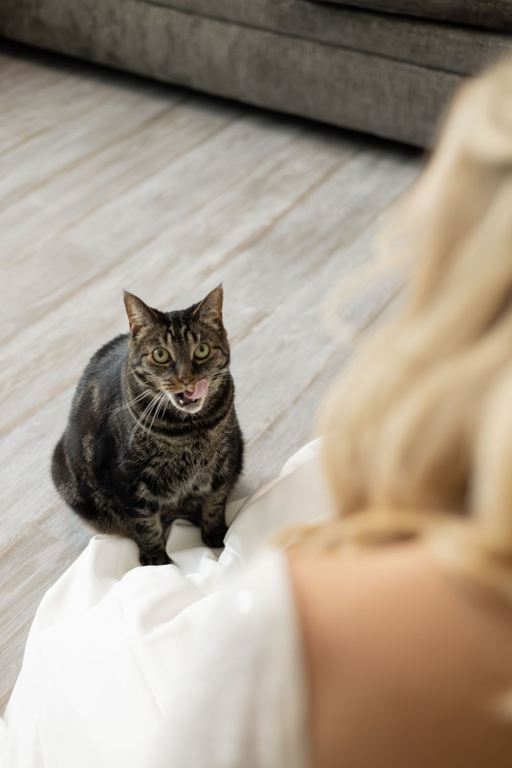 A series of photos showing a grey tabby cat making different facial expressions while sitting on white bedding.