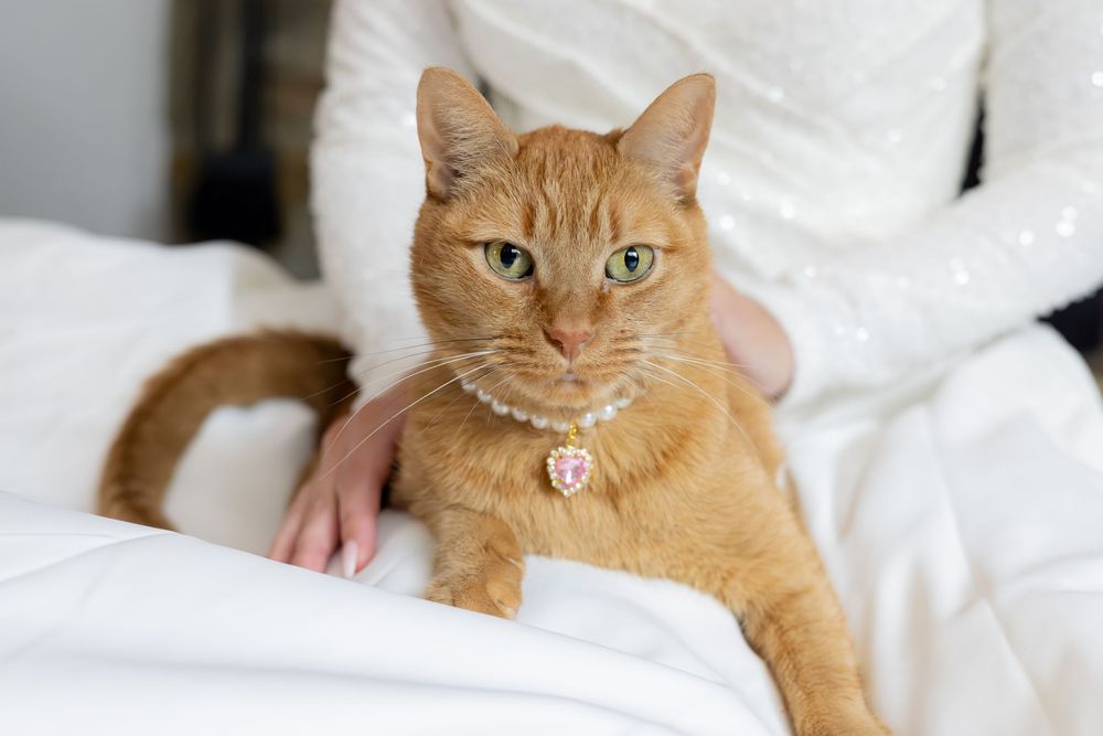 Orange tabby cat with green eyes wearing a collar rests on white bedding.