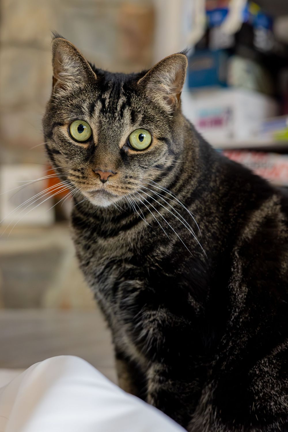 Close-up portraits of a tabby cat with striking green eyes and dark fur looking at the camera.
