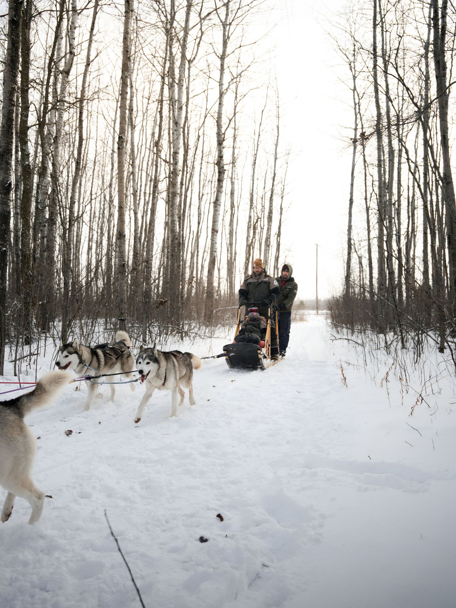 Dog sled team pulls passengers through a winter forest on a snowy trail.