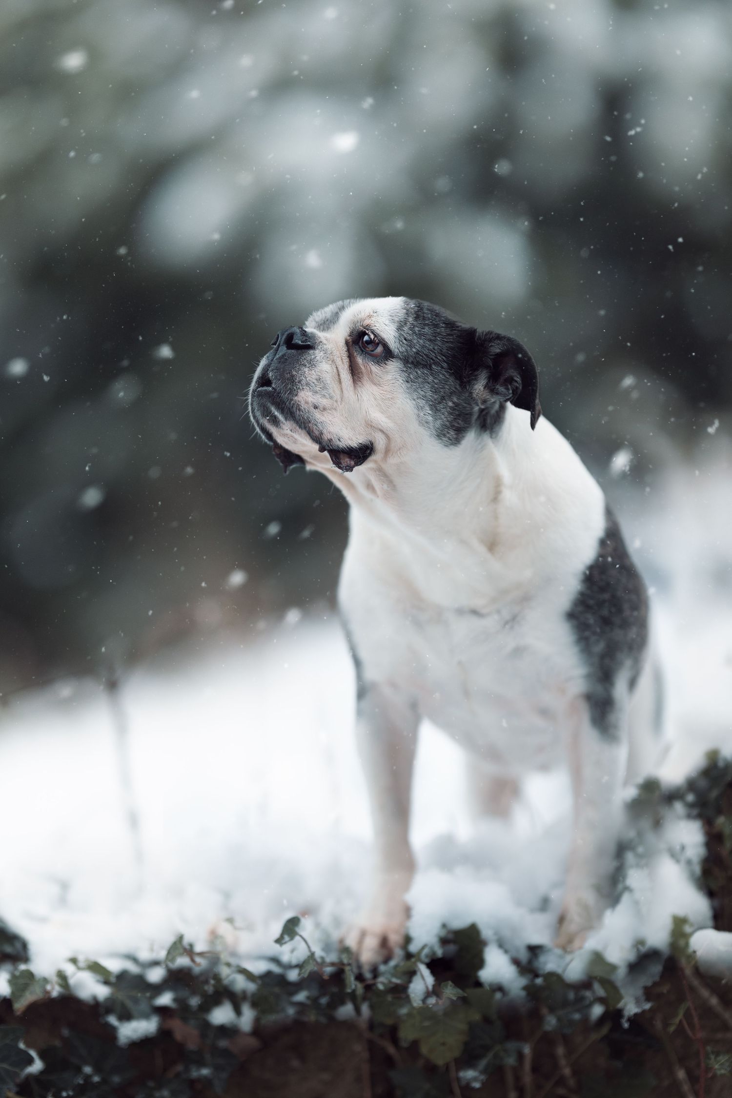 Black and white Old English Bulldog playing in the snow during winter.
