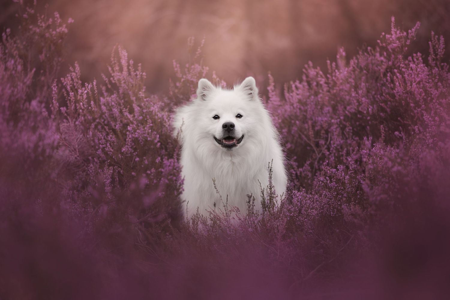 White dog samoyed posing majestically among purple heather in a dreamy outdoor setting.
