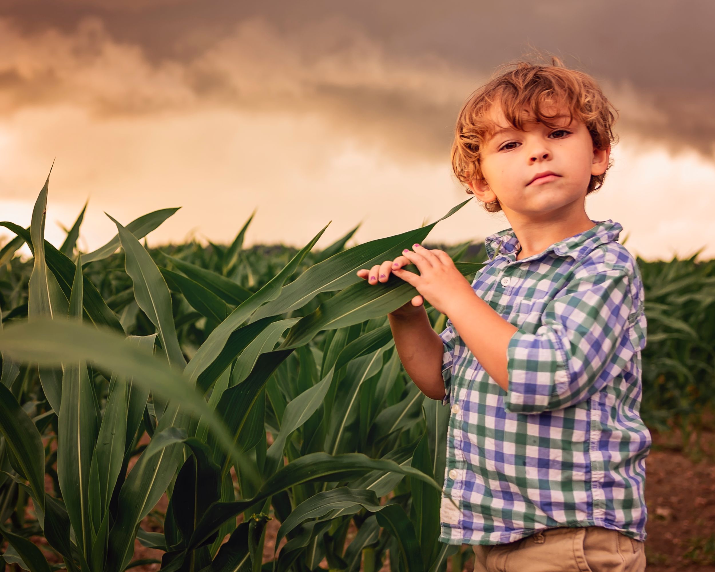 Young child in plaid shirt stands thoughtfully in a lush corn field at sunset.