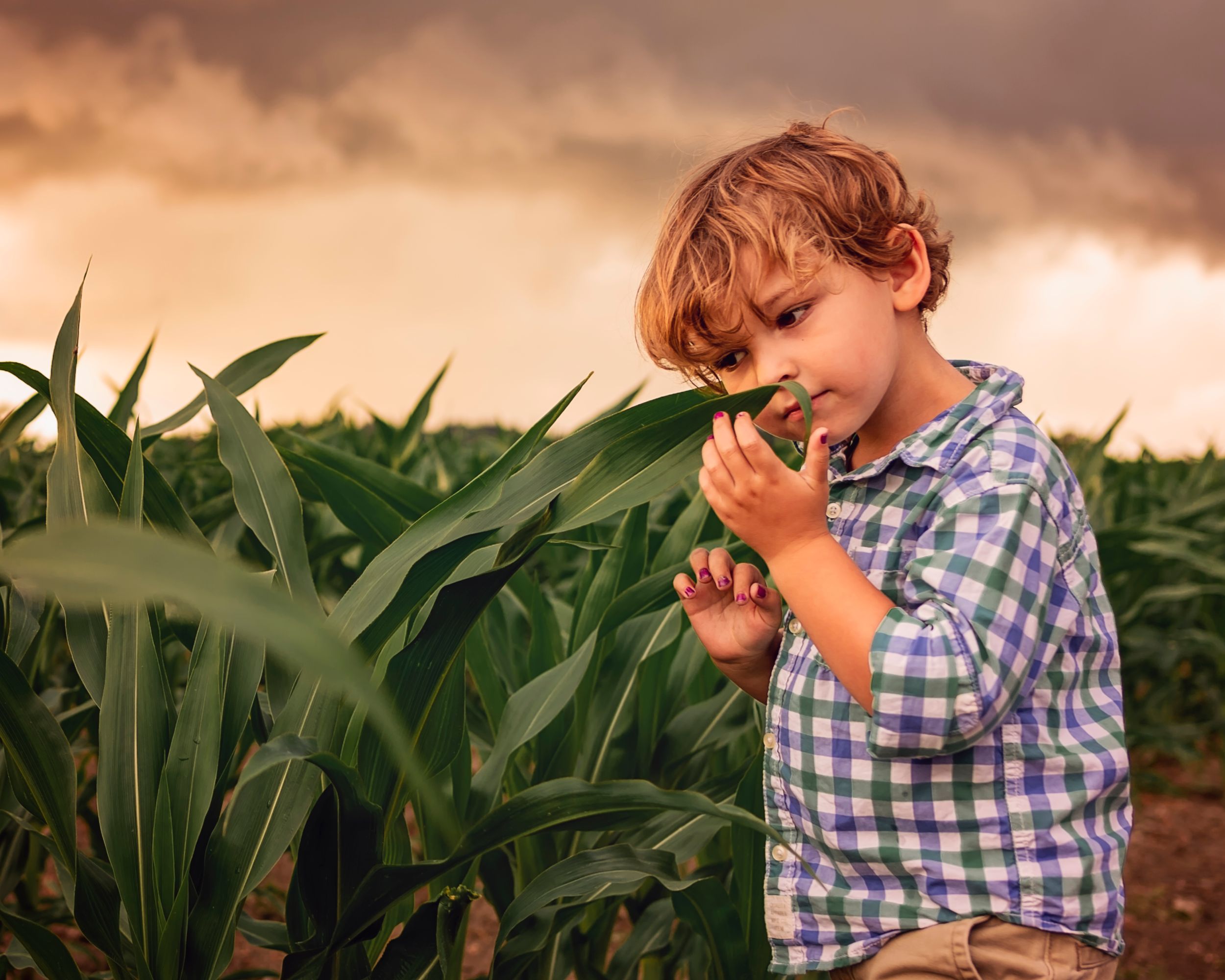 Portrait in a plaid shirt examining something in a cornfield at sunset.