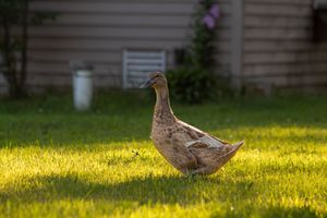 A brown speckled duck walks across a sunlit green grass lawn near a house.