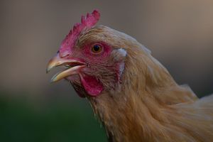 A close-up portrait of a golden-brown hen with a red comb and wattle against a blurred background.