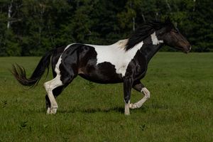 A black and white paint horse galloping freely across a green grass field.
