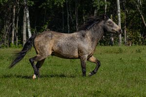 A dapple grey horse trotting across a lush green pasture with trees in the background.