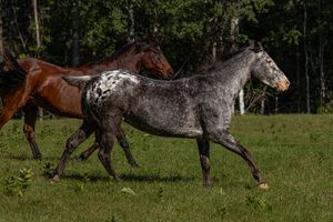 An Appaloosa horse with spotted coat running alongside chestnut horses in a pasture.