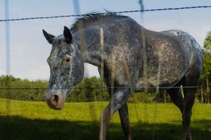 A dapple grey horse standing behind a wire fence in a sunny green pasture.