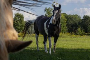 A black and white paint horse standing in a green field viewed from behind another horse.