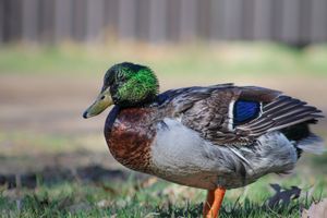 A mallard duck with vibrant green head and blue wing feathers stands on grass near a fence.