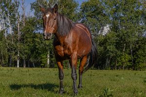 A shiny bay horse with a white blaze standing in a sunlit green pasture with trees.