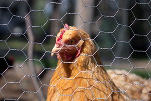 A golden hen peers through hexagonal chicken wire fence in an outdoor farm setting.