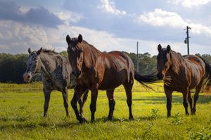 Three horses walking together across a bright green field under a dramatic cloudy sky.