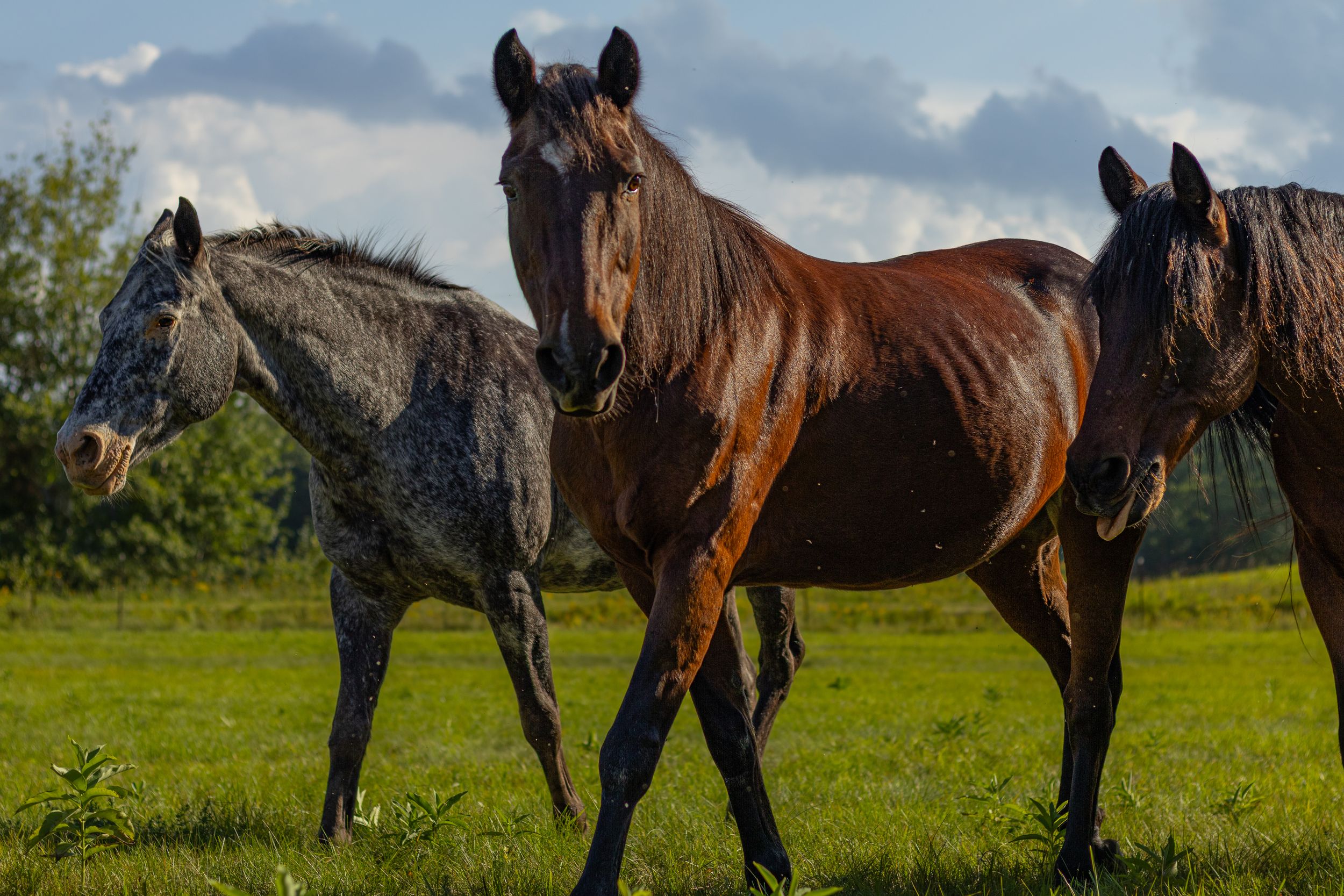 Three horses including a grey and two bay horses walking together across a green pasture.