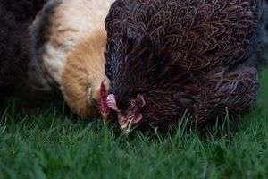 Two chickens, one dark speckled and one tan, forage for food in lush green grass.