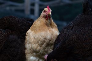A light tan hen stands alert among dark-feathered chickens in a farm enclosure.
