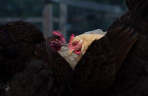 Two chickens, one white and one dark, peek between black hens in dim lighting.