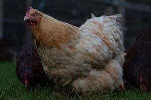 A fluffy tan Buff Orpington hen stands on green grass beside a darker chicken.