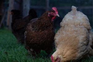 A dark brown hen and a fluffy tan chicken walk together on green farm grass.
