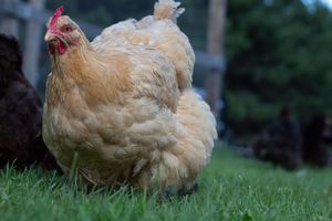 A plump golden Buff Orpington hen stands on vibrant green grass in a farmyard.