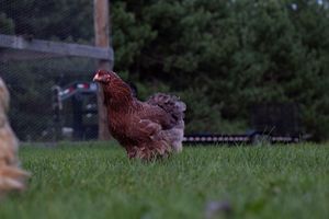 A reddish-brown hen walks across a lush green grassy area near a wooden fence.