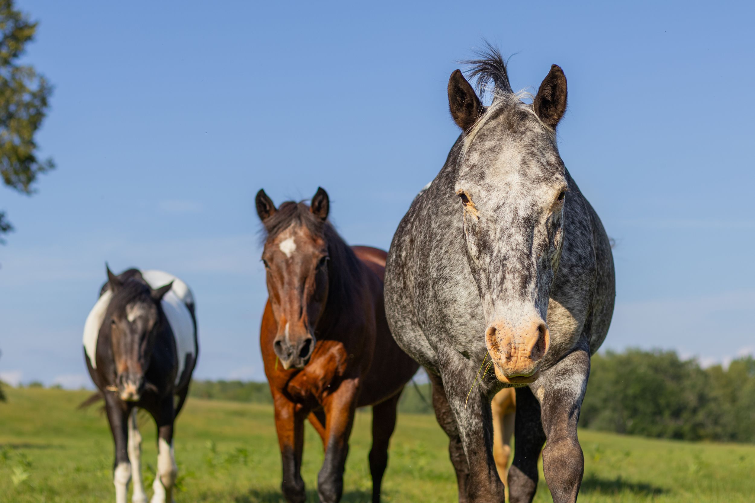 Three horses including a grey, bay, and paint walking toward the camera in a sunny field.