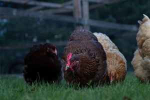 Three chickens, including a speckled dark hen, forage together on green grass.